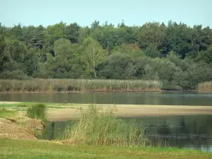 Wald von Orléans - Teich Vallée, Schilfe und Bäume des Waldes (Waldmassiv)