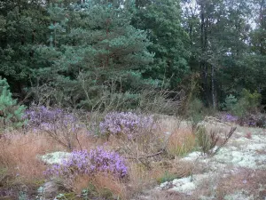 Wald von Paimpont - Bäume und Vegetation