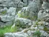 Wald von Paiolive - Kalksteinfelsen und Wildblumen