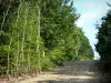 Wald Perseigne - Weg gesäumt von Bäumen; im Regionalen Naturpark Normandie-Maine