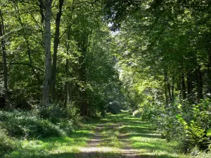 Wald von Raismes-Saint-Amand-Wallers - Weg, Unterholz (Vegetation) und Bäume des Waldes, im Regionalen Naturpark Scarpe-Escaut