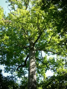 Wald von Tronçais - Futaie Colbert: (hochstämmige Bäume) Eiche Stebbing (aussergewöhnlicher Baum)