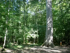 Wald von Tronçais - Futaie Colbert: Eiche Stebbing (aussergewöhnlicher Baum)
