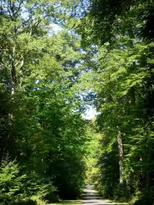 Wald von Tronçais - Waldweg des Staatswaldes von Tronçais gesäumt von Bäumen