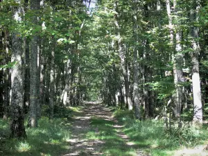 Wald von Tronçais - Waldweg des Staatswaldes von Tronçais gesäumt von Bäumen