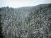 Wald von Turini - Tannen bedeckt mit Schnee