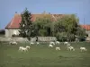 Wallenlandschap van de Bourbonnais - Kudde koeien in een weiland, bomen en boerderij