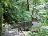 Wasserfälle des Carbet - Fussweg im tropischen Wald führend zu den Wasserfällen