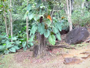 Wassergarten von Blonzac - Tropische Pflanzen