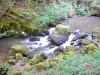 Watervallen van Murel - Creek Franche Valeine bekleed met vegetatie
