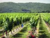 Der Weinanbau von Cahors - Führer Gastronomie, Urlaub & Wochenende im Lot