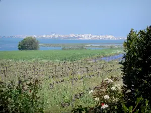 Weinanbau des Languedoc - Weinanbau, Sträucher, Teiche und Badeort Palavas-les-Flots im Hintergrund