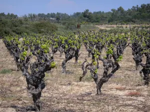 Weinanbau des Languedoc - Rebstöcke