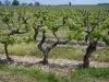 Weinanbau der Touraine - Weinanbau