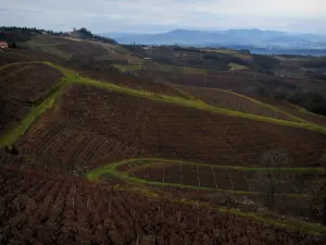 Weinanbaugebiet Beaujolais - Blick auf den Weinanbau und die Hügel