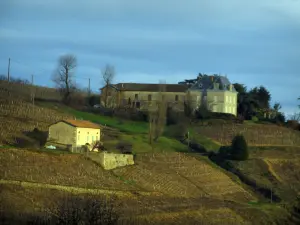 Weinanbaugebiet Beaujolais - Häuser und Weinanbau