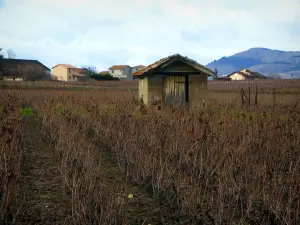 Weinanbaugebiet Beaujolais - Weinanbau, Hütte und Häuser