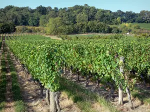 Weinbau von Buzet - Rebstöcke und Bäume