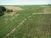 Weinbaugebiet von Sancerre - Weinberge (Sancerrois)