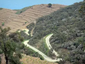 Wijnstreek van Banyuls - Wijngaard van de Vermilion Kust: path kronkelende bomen omzoomde heuvels van wijngaarden en de Middellandse Zee