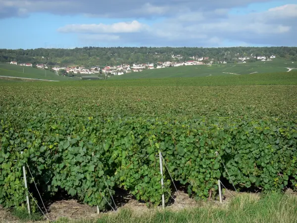 Wijnstreek van de Champagne - Wijngaarden van de Montagne de Reims (Champagne-wijngaard, in het Parc Naturel Regional de la Montagne de Reims), dorp en bos op de achtergrond