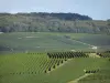 Wijnstreek van de Champagne - Wijngaarden de wijngaarden van de Montagne de Reims (Champagne-wijngaard, in het Regionaal Natuurpark van de Montagne de Reims) en bos (bomen)