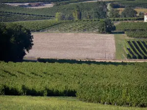 Wijnstreek van Cognac - Wijngaarden en bomen