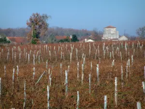 Wijnstreek van Cognac - Vines, een dorp van huizen, bomen en bos