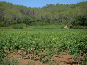 Wijnstreek van de Côtes de Provence - Field of wijnstokken, vegetatie en bomen in een bos