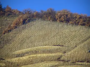 Wijnstreek van de Côtes du Rhône - Vines en bomen