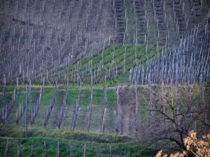 Wijnstreek van de Côtes du Rhône - Vines en boom