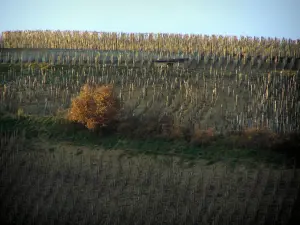 Wijnstreek van de Côtes du Rhône - Vines, en boomhut