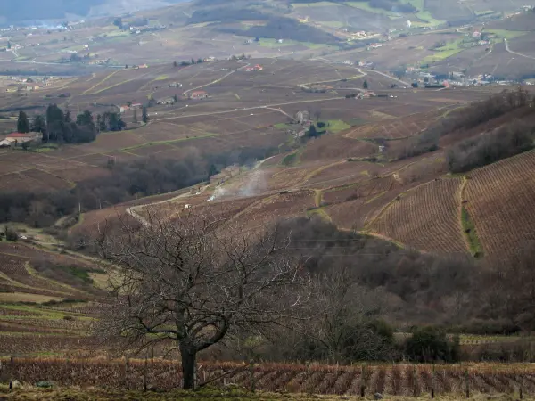 Wijnstreek van het Beaujolais - Wijngaarden, bomen en huizen