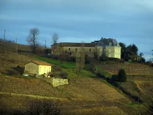 Wijnstreek van het Beaujolais - Huizen en wijngaarden