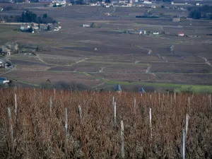 Wijnstreek van het Beaujolais - Wijngaarden en huizen