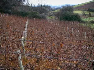 Wijnstreek van het Beaujolais - Vines, struiken en bomen