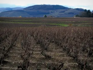 Wijnstreek van het Beaujolais - Wijngaarden en heuvels
