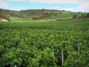 De wijnstreek van Mâconnais - Gebied van wijnstokken