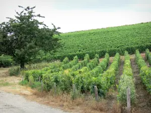 Wijnstreek van Pouilly - Wijngaarden en boom