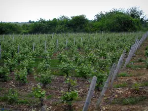 Wijnstreek van Touraine - Vines en bomen