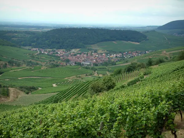 Wine Trail - Hill covered by vineyards, Alsatian village below and forests far off