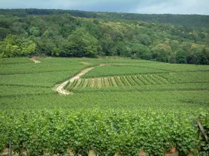 Wine Trail - Vineyards and forest in background