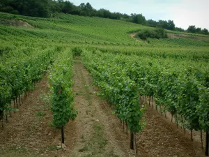 Wine Trail - Vineyards and trees in background