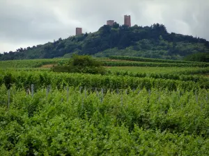 Wine Trail - Vineyards and keeps of Eguisheim (road of the five castles) perched on a small hill