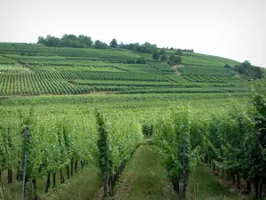 Wine Trail - Vineyards and trees in background