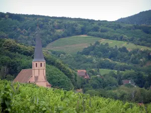 Wine Trail - Vines, Saint-André church of the village of Andlau, trees, houses and hills with vineyards and forest