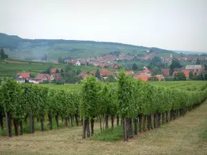 Wine Trail - Vines, houses of a village and a forest in background