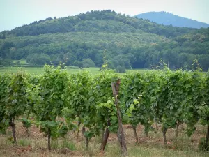 Wine Trail - Vines and hills covered with forests