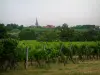 Wine Trail - Vines, trees and village in background