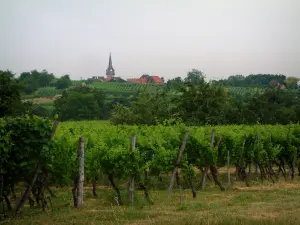 Wine Trail - Vines, trees and village in background